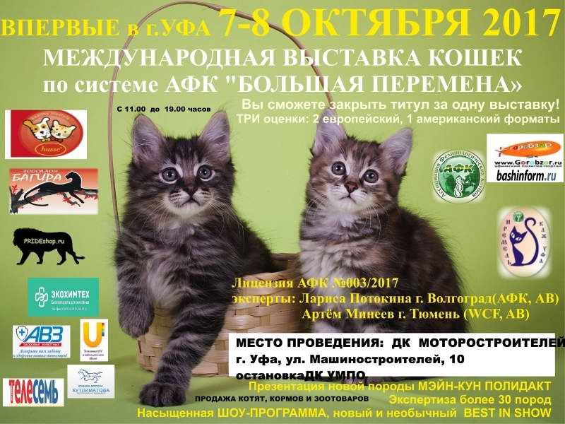 Выставка кошек в г. Уфа